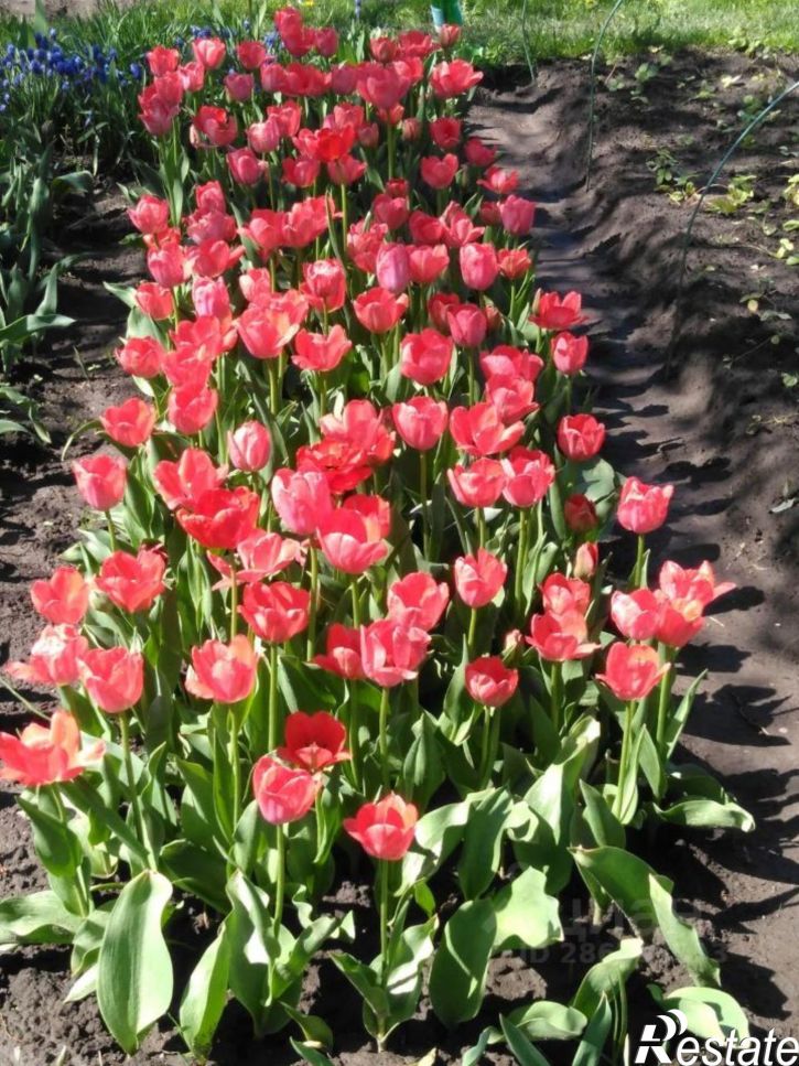 Коттедж/дом городской округ Тула