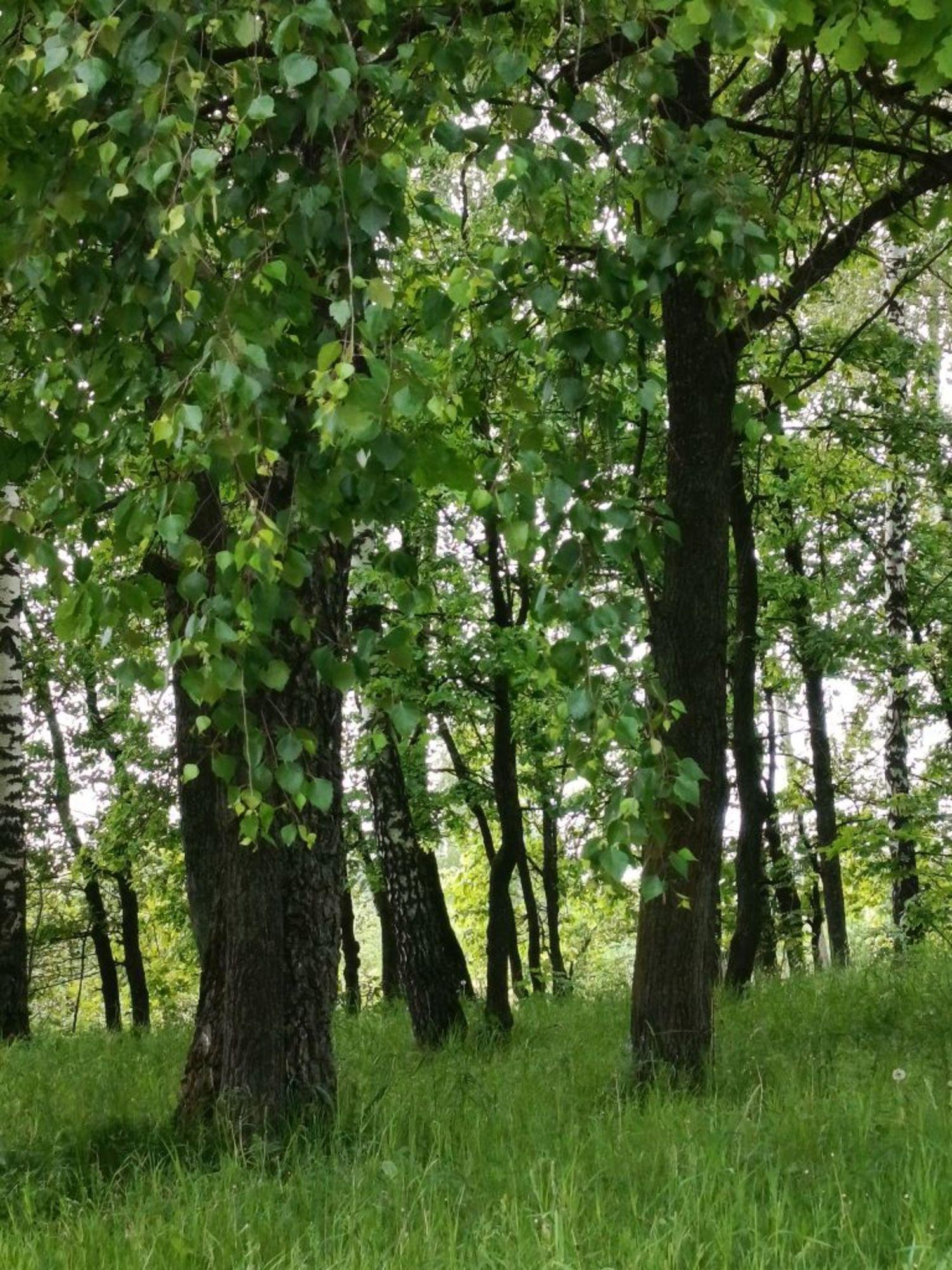 Купить дачу, дом, коттедж за 870 000 рублей на Скуратовский мкр